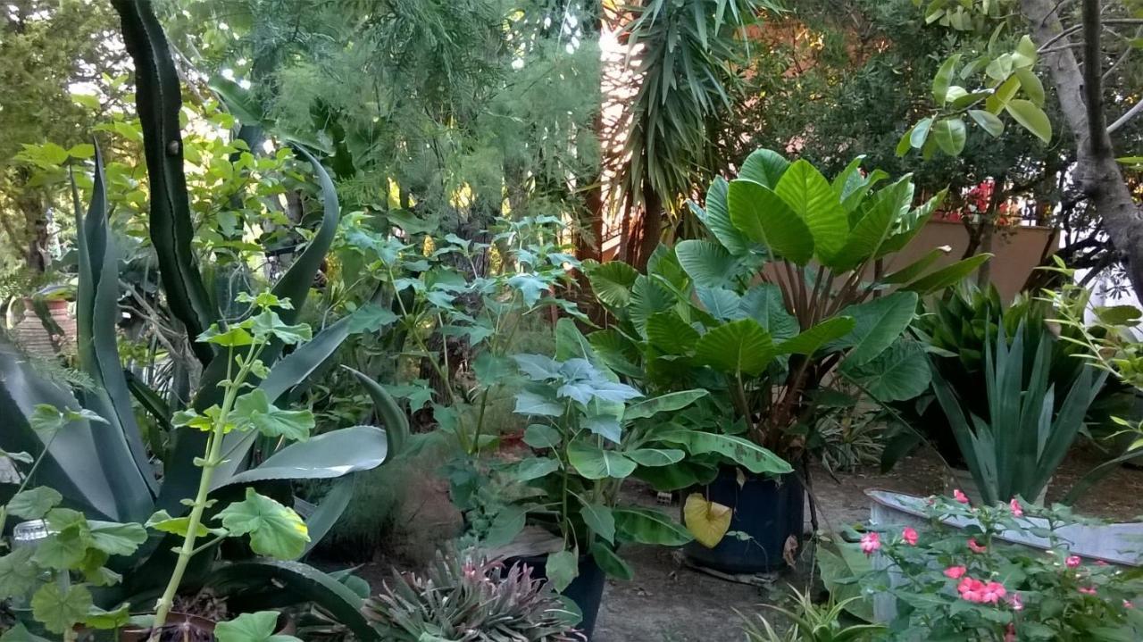 شقة Baha-Ammes سفوروناتا المظهر الخارجي الصورة