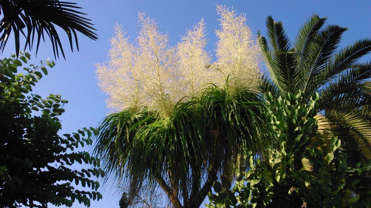 شقة Baha-Ammes سفوروناتا المظهر الخارجي الصورة